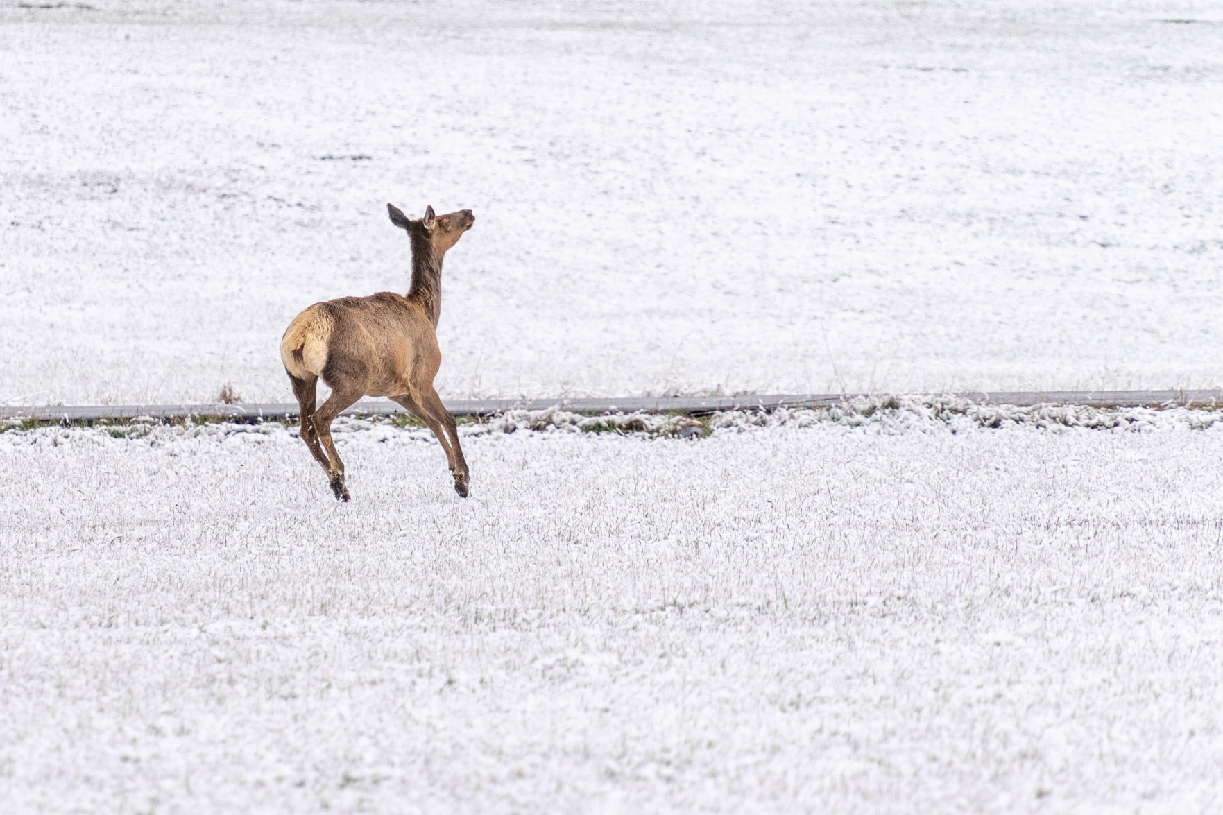 Elk spring into action